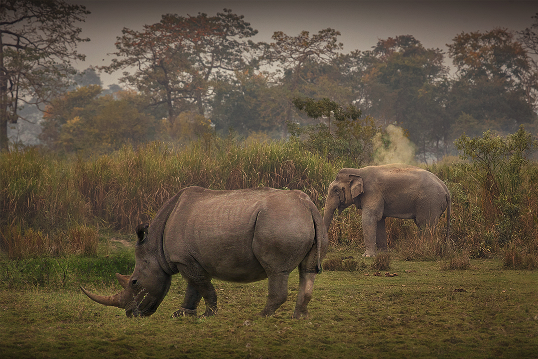 Kaziranga Rhinoceroses